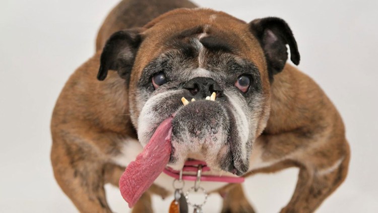 Морда бульдога