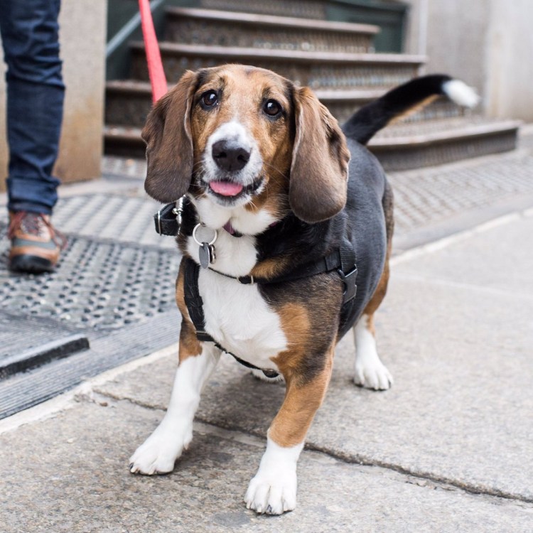 Метис бигля и дворняги