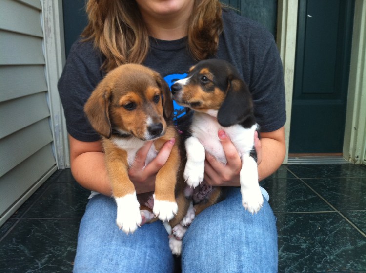 Бигль собака метис