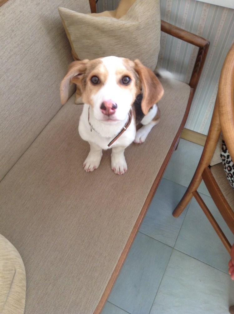 Бигль и чихуахуа