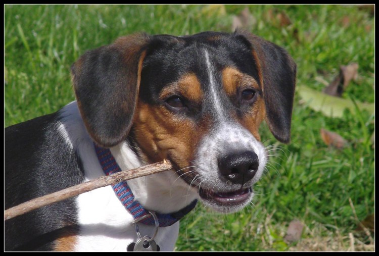 Метис эстонской гончей