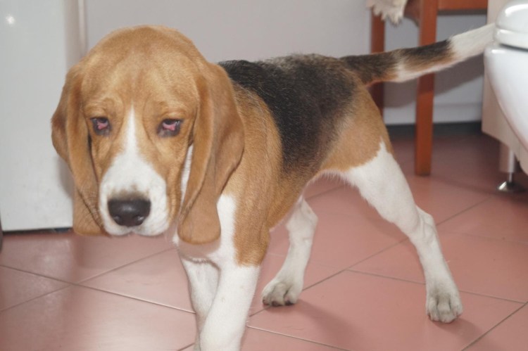 Бигль метис