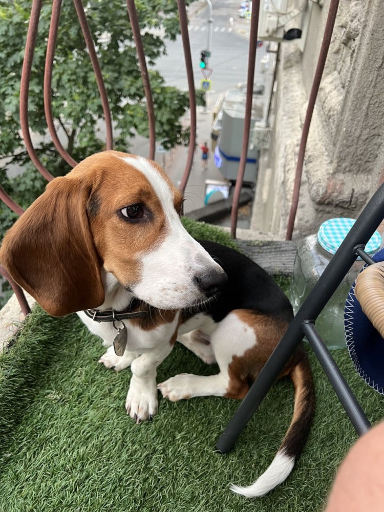 Бигль метис