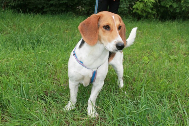 Бигль и Джек Рассел