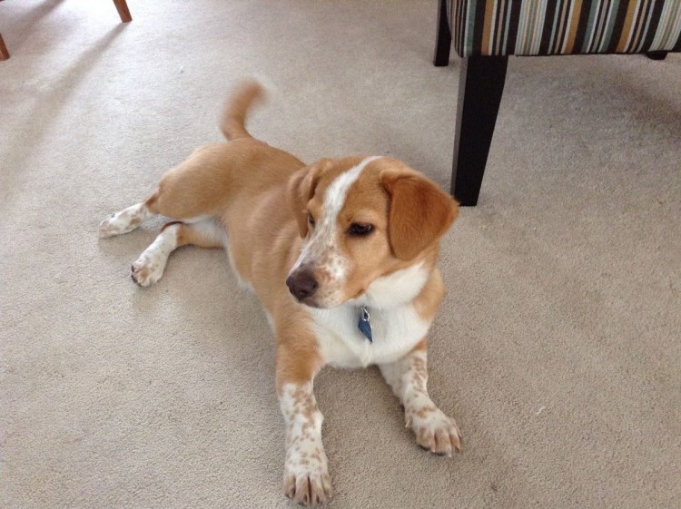 Бигль спаниель метис