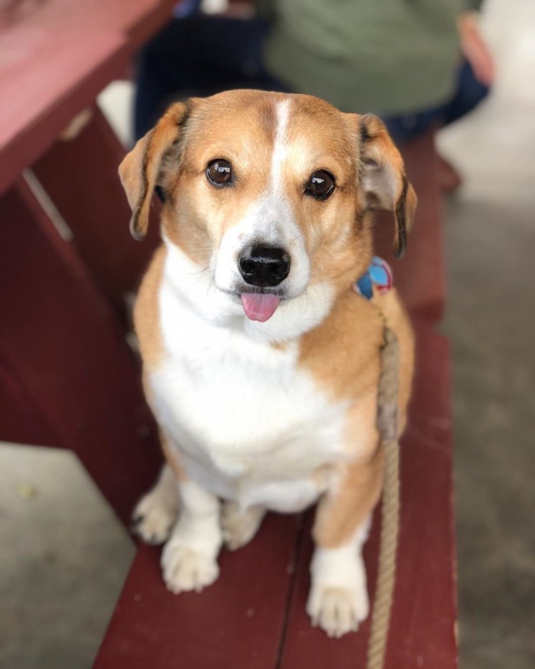 Эстонская гончая и Бигль метис