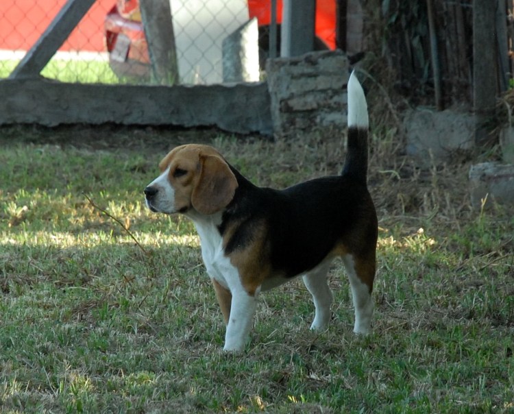 Бигль спаниель метис
