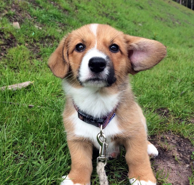 Спагль (помесь бигля и спаниеля)