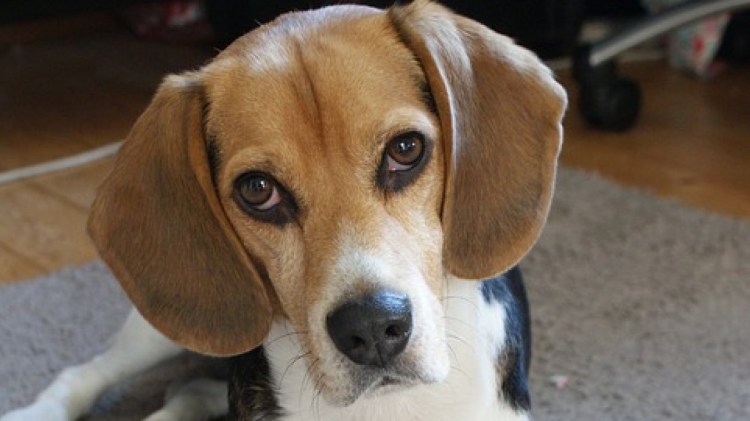 Бигль и кавалер