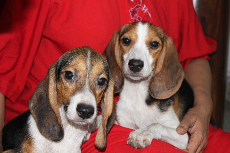 Метис бигля и спаниеля