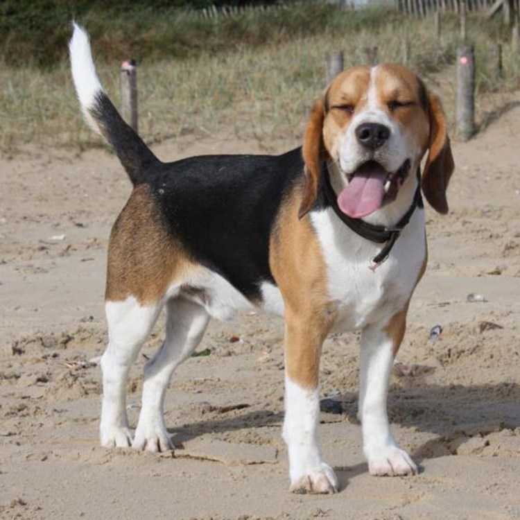 Собака породы Бигль метис