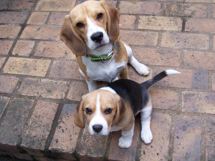 Бигль спаниель метис