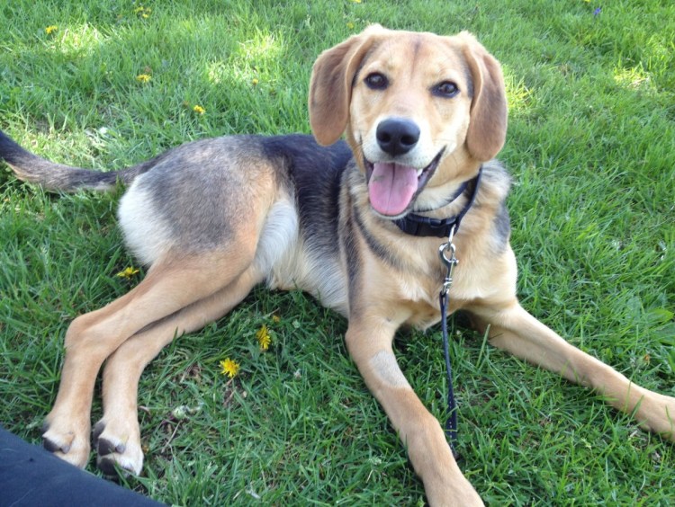 Бигль терьер