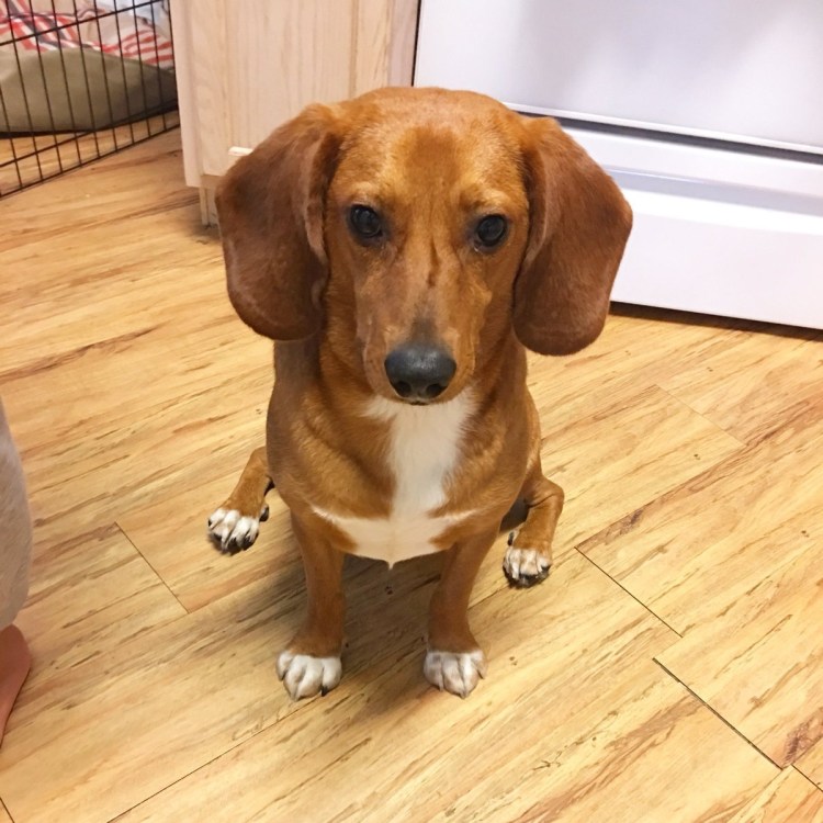 Бигль терьер