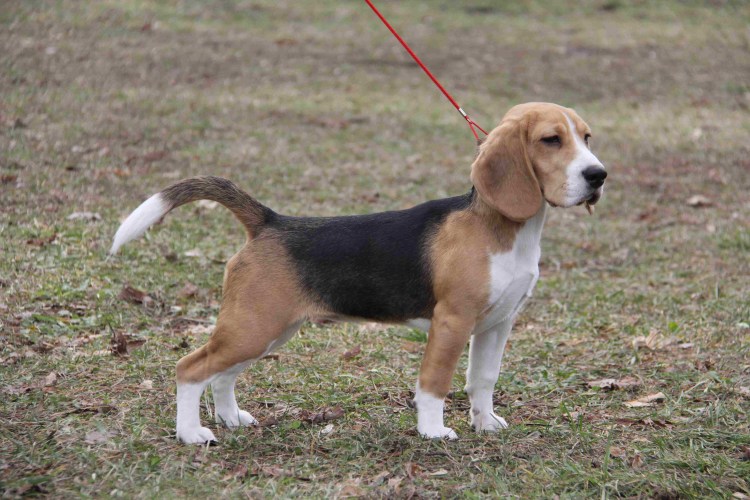 Лабрадор гончая метис