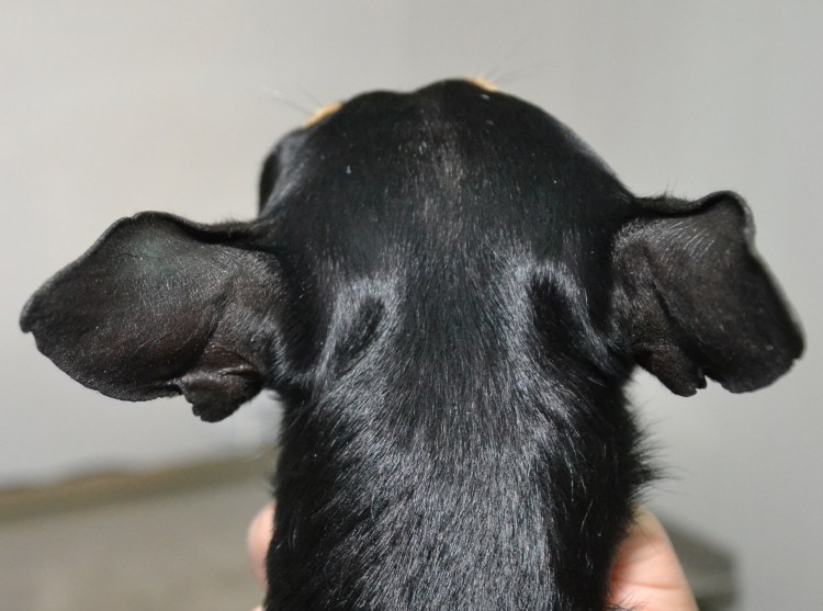 У животных небольшие залысины