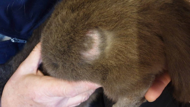 Кожные паразиты (власоеды),