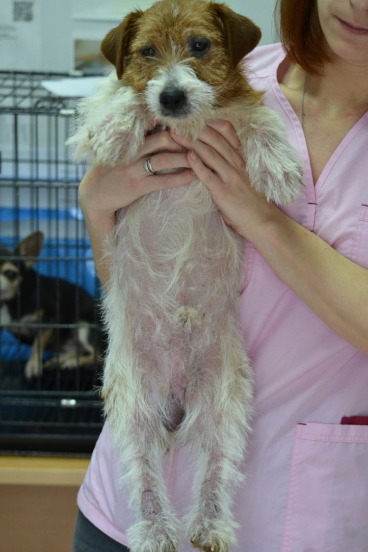 Гормональное облысение у собак