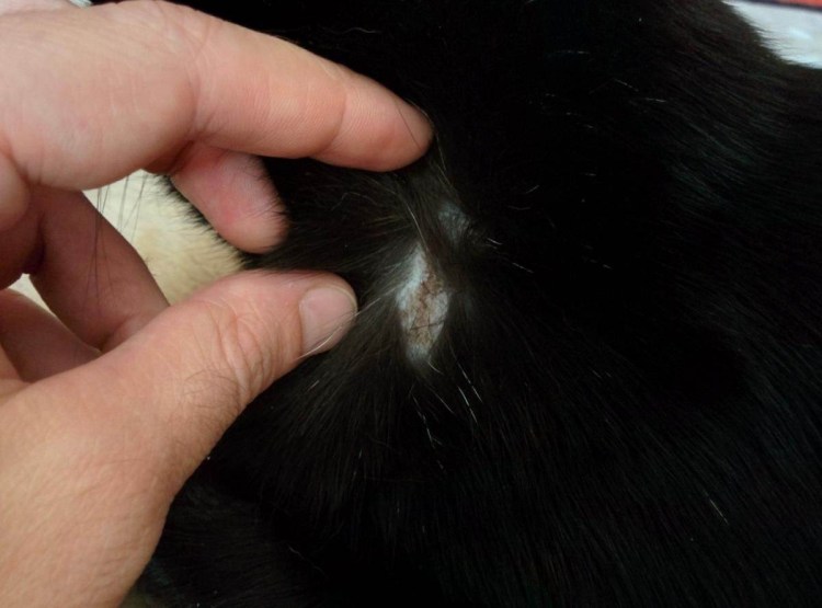 Проплешины у кошек на голове