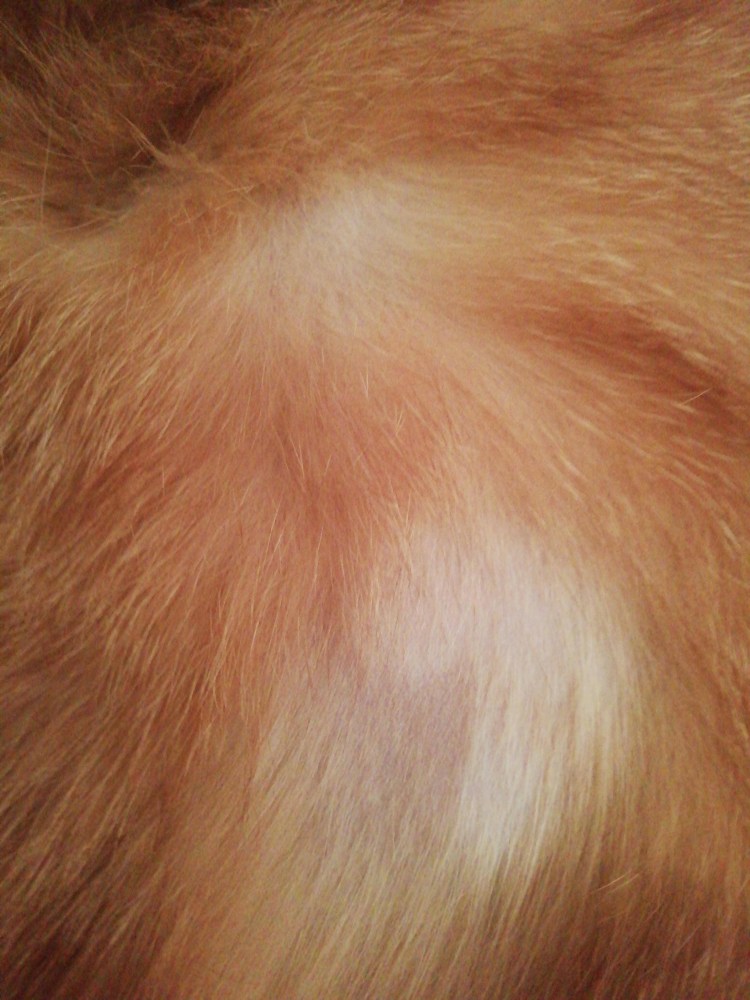 Аллергия у цвергпинчера