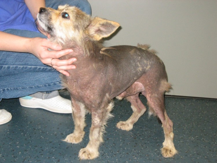 Подкожный клещ демодекс у собак