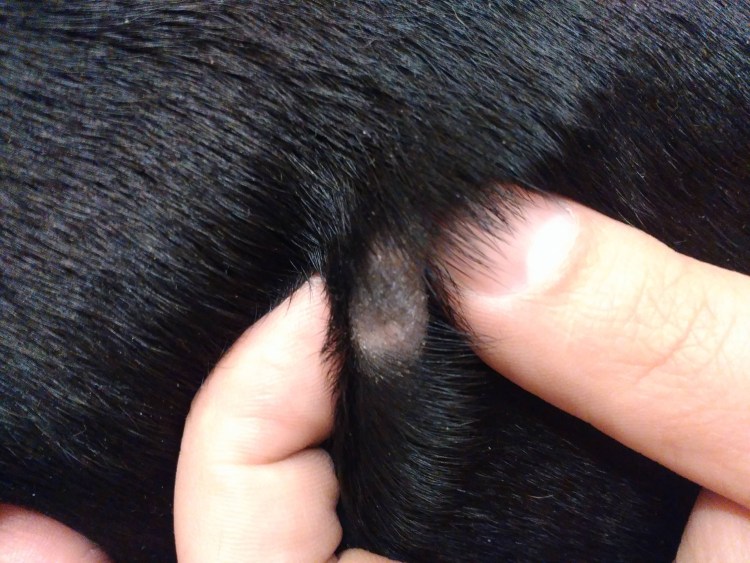 Болячки на голове у собаки