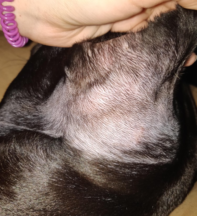 Выпадение шерсти у кошки