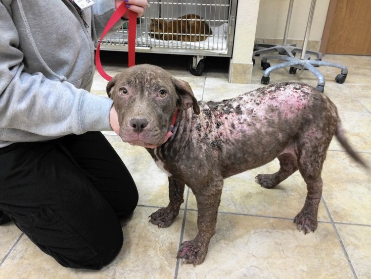 Гнездная алопеция у собак