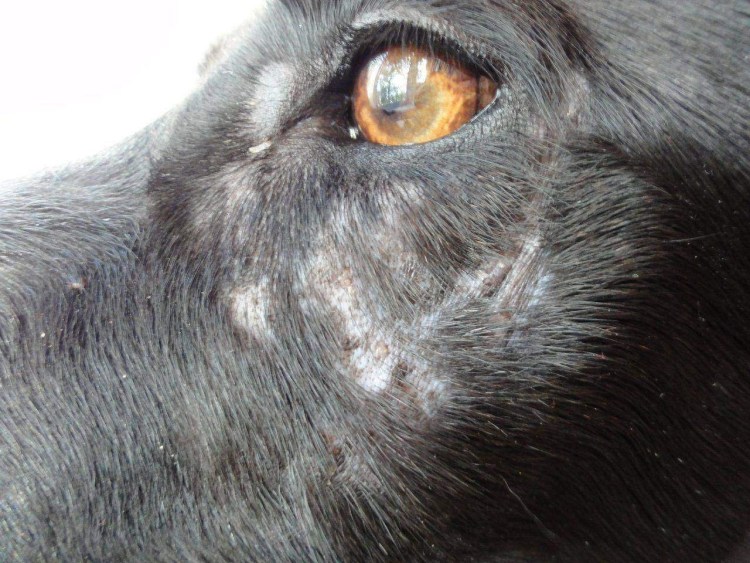 Милиарный дерматит у собак