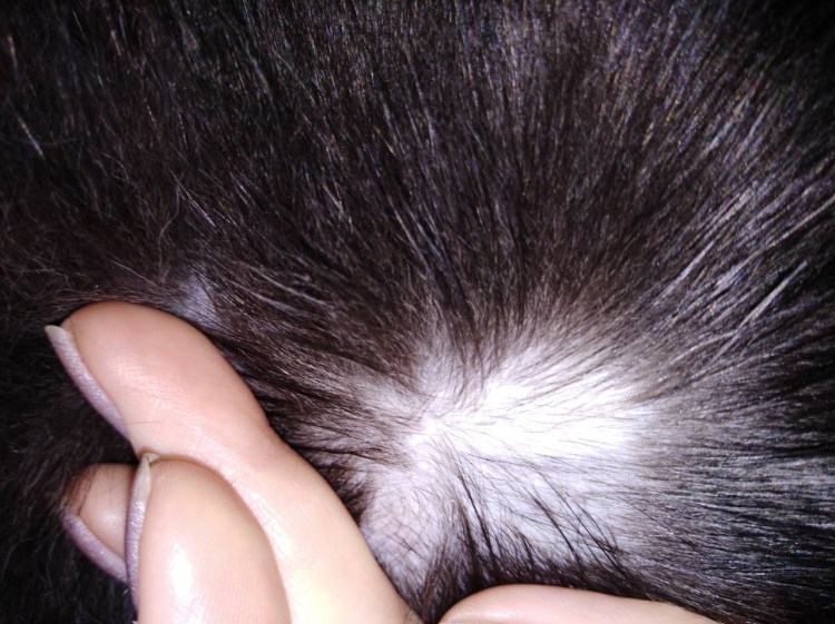 Синдром Кушинга у собак алопеция