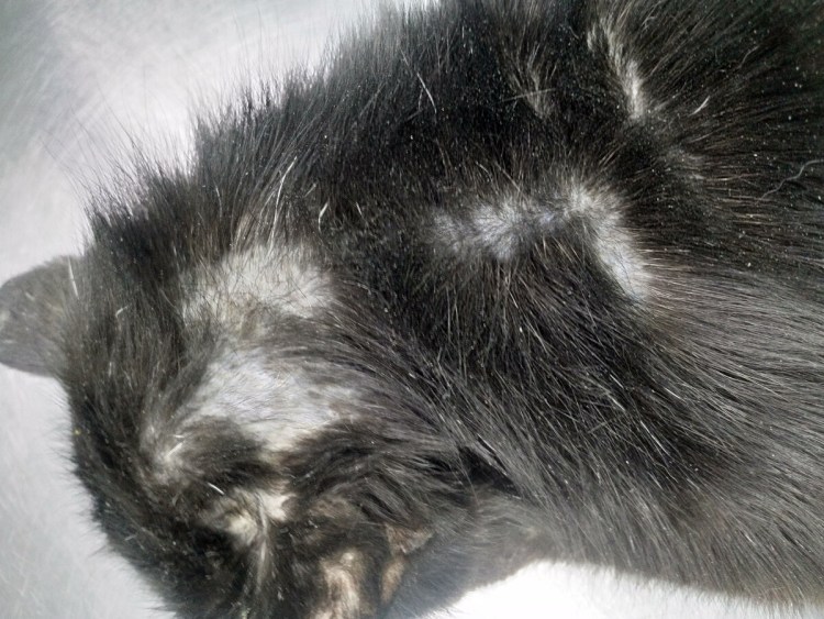 Милиарный дерматит у собак