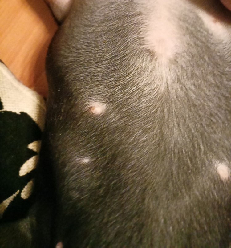 Проплешина у британского кота