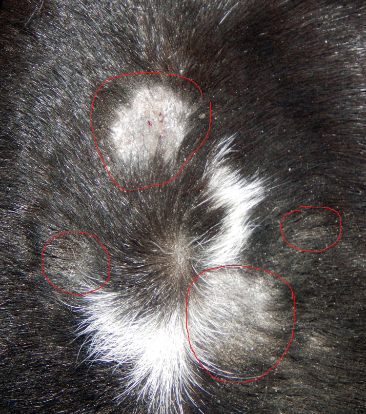 Себорейный дерматит у собак