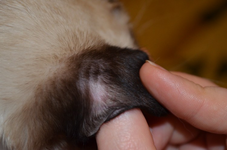 Демодекс у собак на животе