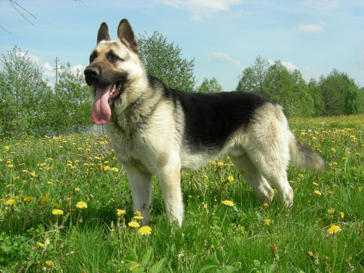 Канарская овчарка