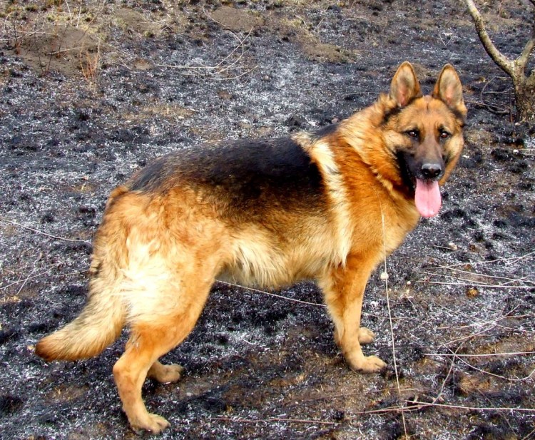 Сибирская овчарка