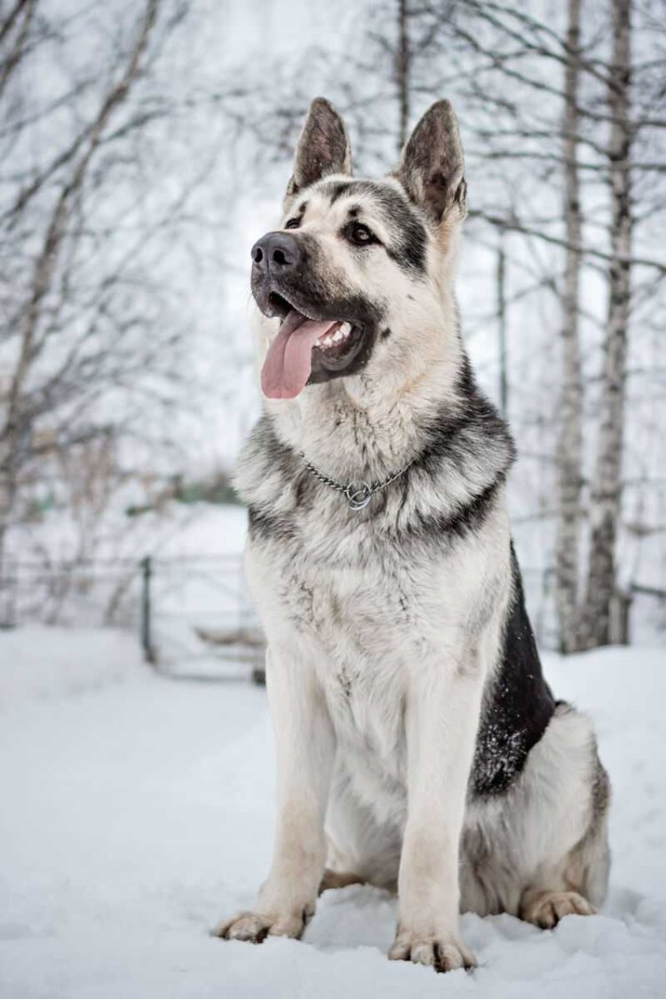 Западно Сибирская овчарка