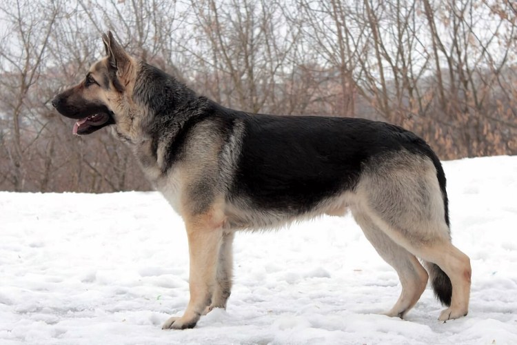 Западно Сибирская овчарка