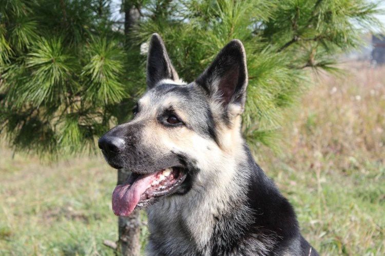 Дальносибирская овчарка