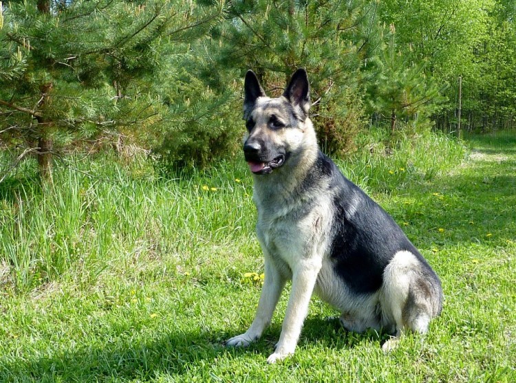 Восточноевропейская овчарка белая