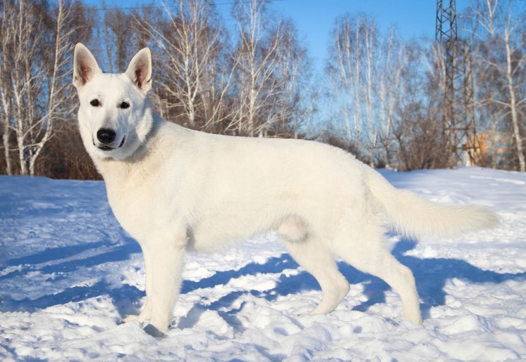 Метис Западно сибирской лайки и овчарки