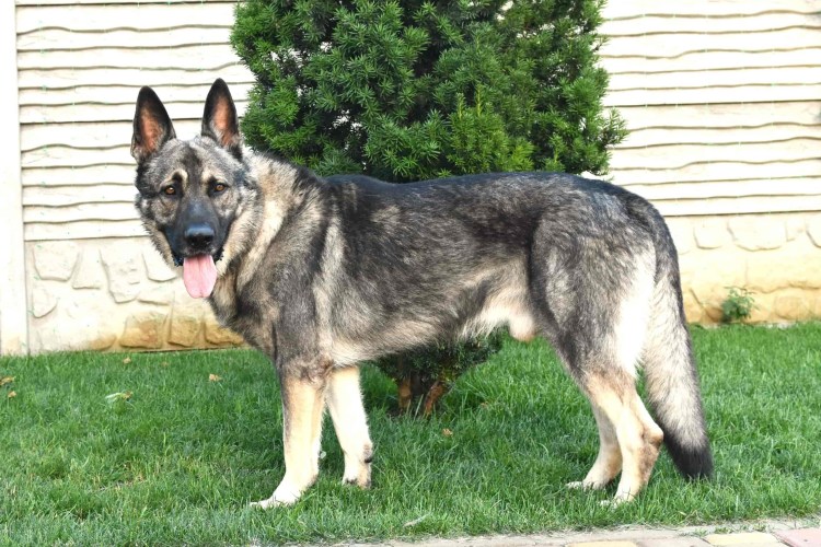 Метис Кавказская овчарка и алабай