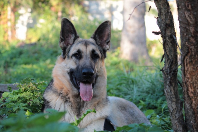 Сибирская овчарка