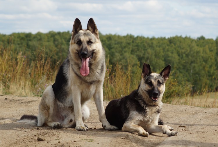 Западно Сибирская овчарка