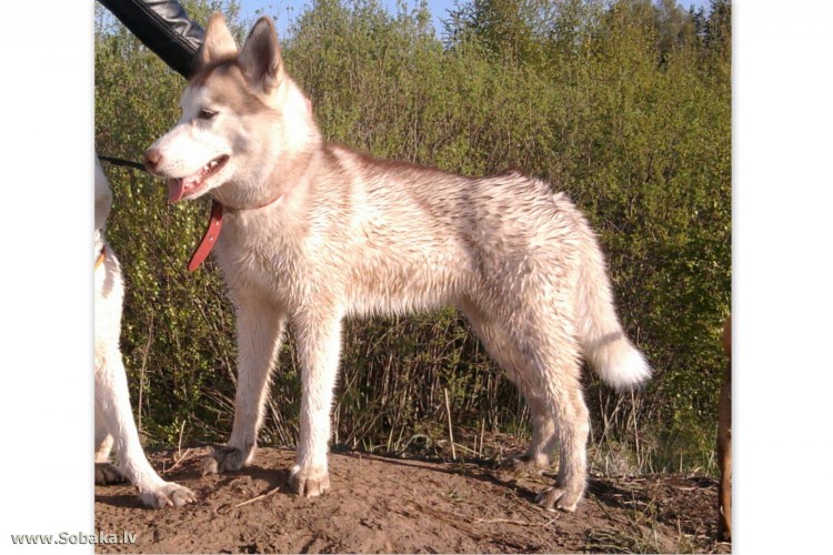 Сибирская овчарка
