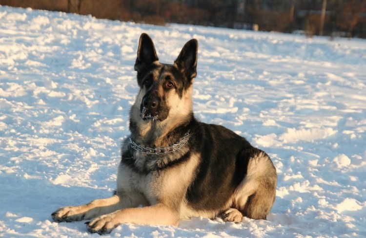 Кавказская овчарка