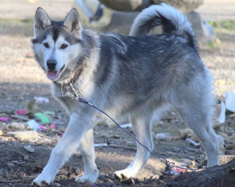 Западно Сибирская овчарка