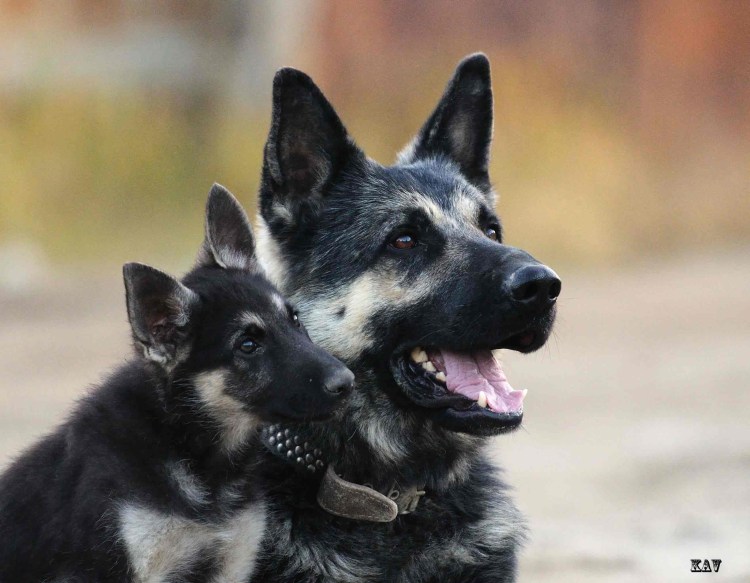 Сибирская овчарка