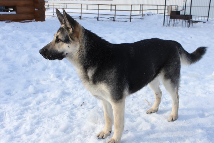 Восточноевропейская овчарка