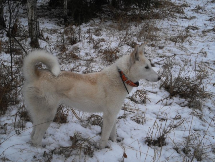 Западно Сибирская лайка серая